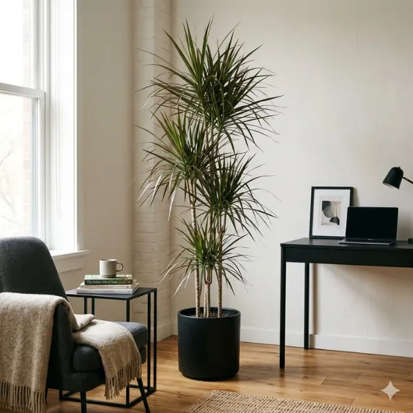 Dracaena Dragon Tree Dracaena marginata Styled to Glow the Dracaena Dragon Tree Dracaena marginata